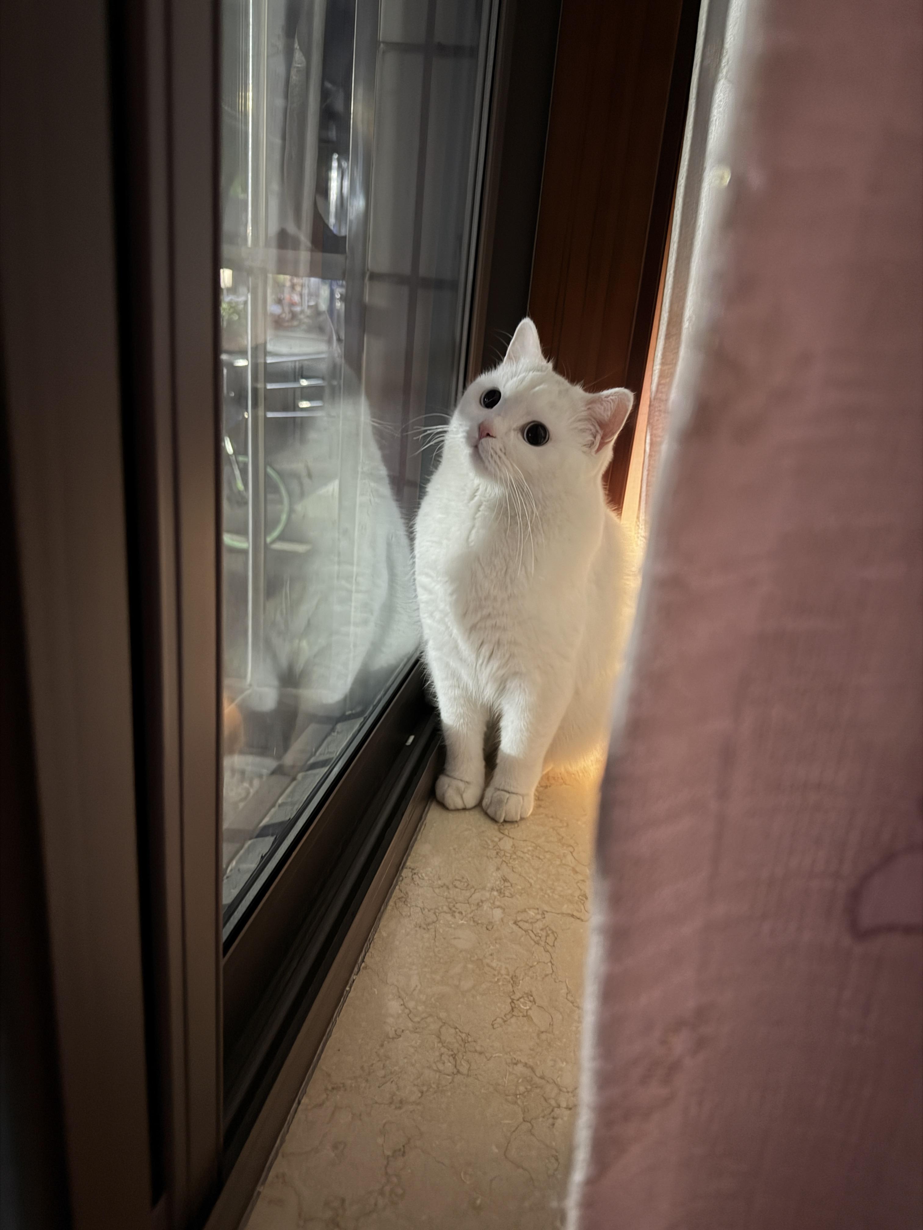 工作室里安静的小猫